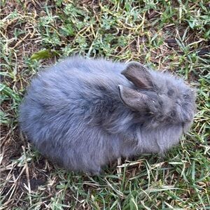 Fluffy Gray Rabbit Plush Toy